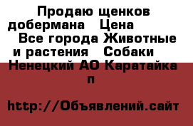 Продаю щенков добермана › Цена ­ 45 000 - Все города Животные и растения » Собаки   . Ненецкий АО,Каратайка п.